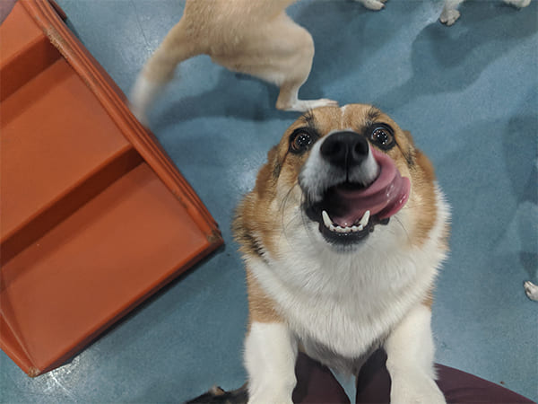 Pet Boarding San Diego North County
