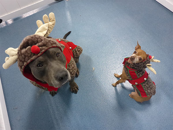Dog Day Care San Diego