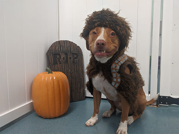 Pet Boarding San Diego North County