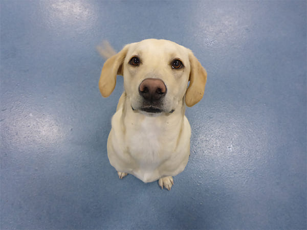 Dog Day Care San Diego