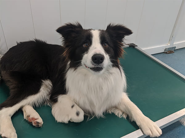 Pet Boarding San Diego North County