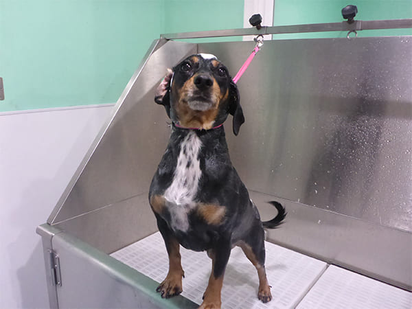 Dog Day Care San Diego