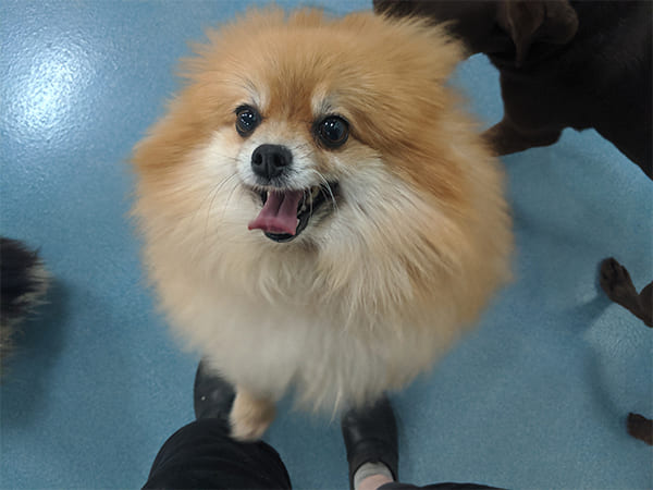 Pet Boarding San Diego North County
