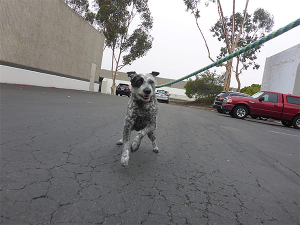 Dog Day Care San Diego