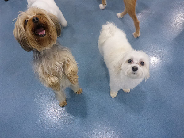 Dog Day Care San Diego