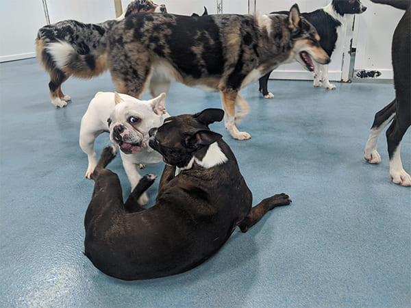 Pet Boarding San Diego North County