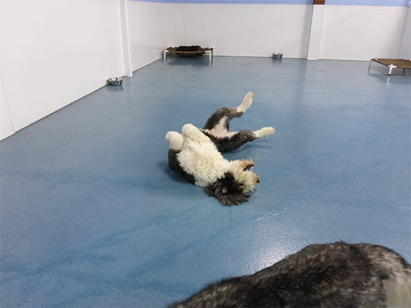 Dog Day Care San Diego