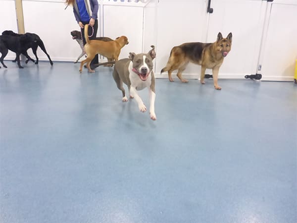 Dog Day Care San Diego