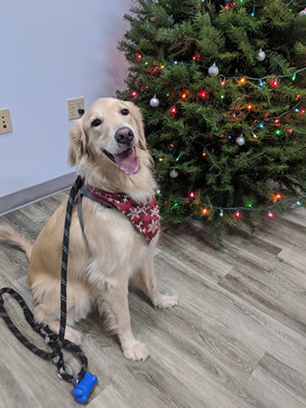 Pet Boarding San Diego North County