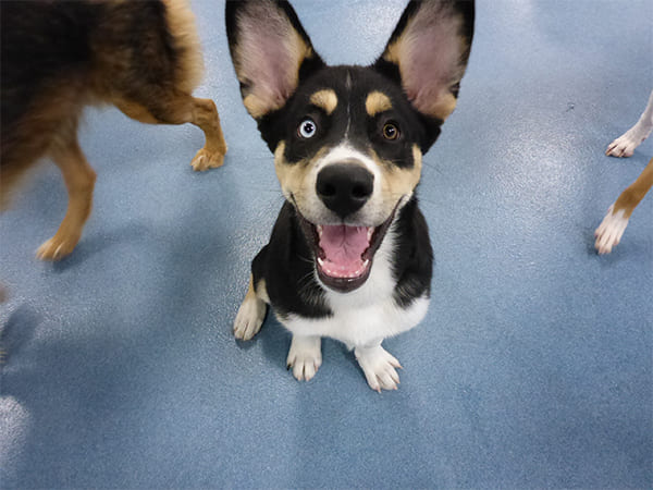 Dog Day Care San Diego