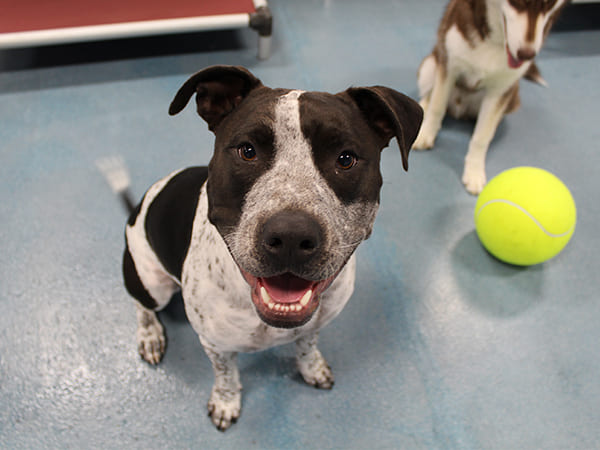 Dog Day Care San Diego