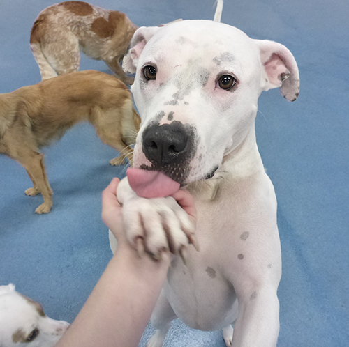 Dog Overnight Daycare