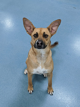 Pet Boarding San Diego North County