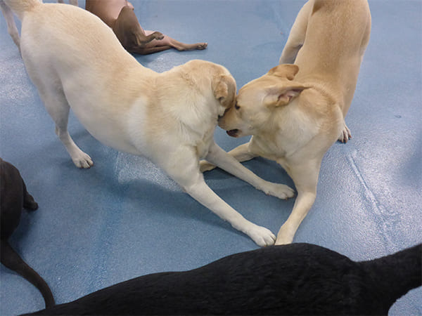 Dog Day Care San Diego