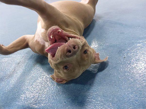 Dog Day Care San Diego
