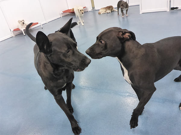 Dog Day Care San Diego