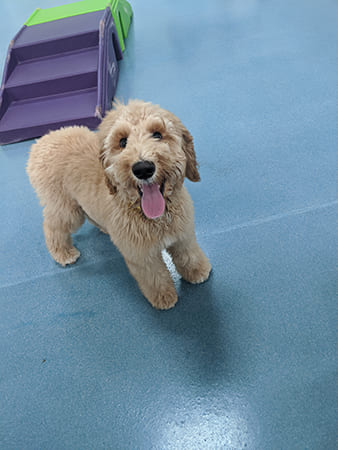 Pet Boarding San Diego North County
