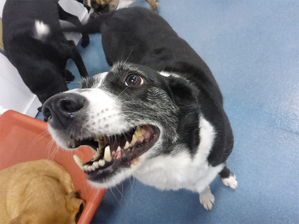 Dog Day Care San Diego