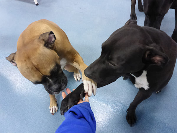 Dog Day Care San Diego