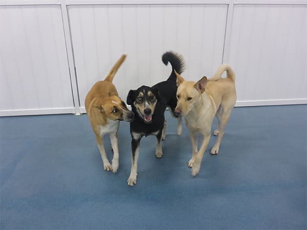 Dog Day Care San Diego