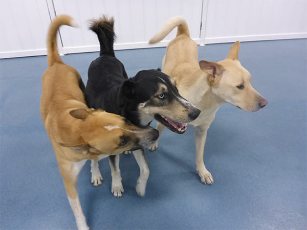 Dog Day Care San Diego