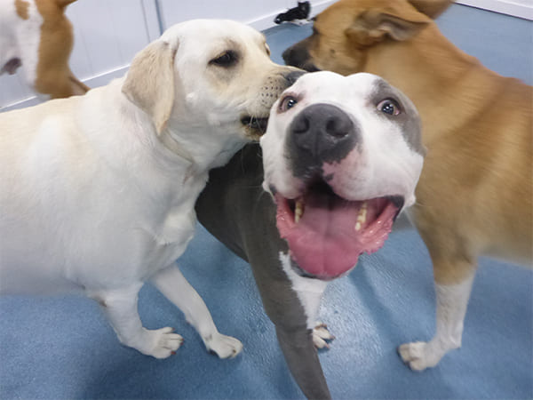 Dog Day Care San Diego