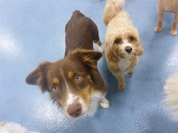 Dog Day Care San Diego