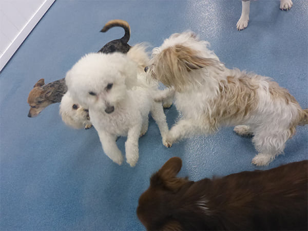 Dog Day Care San Diego