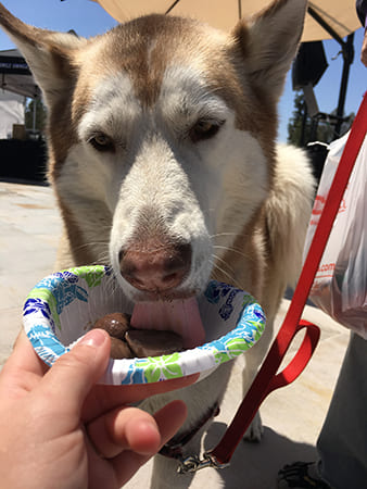 Dog Day Care San Diego