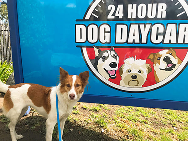 Pet Boarding San Diego North County