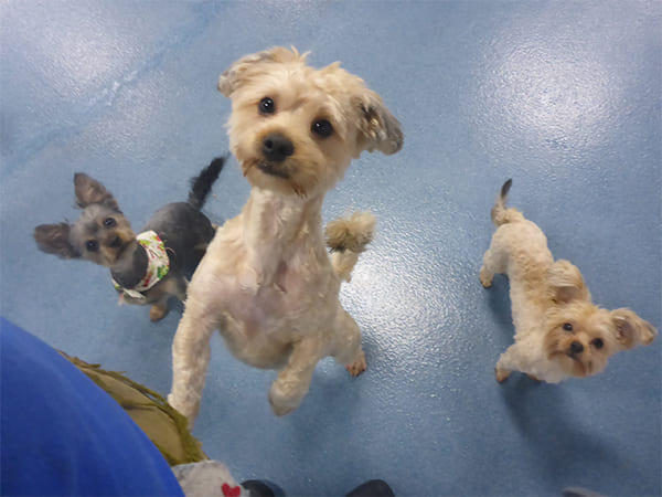 Dog Day Care San Diego