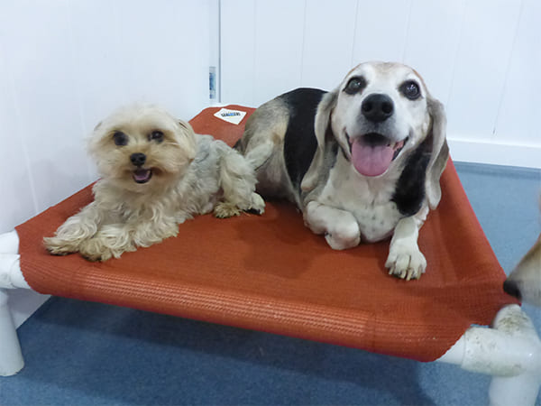 Dog Day Care San Diego