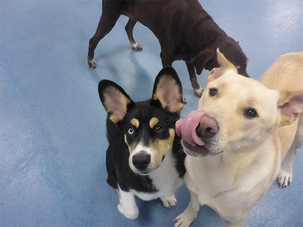 Dog Day Care San Diego