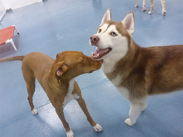 Dog Day Care San Diego