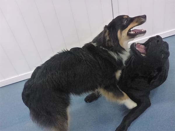 Dog Day Care San Diego