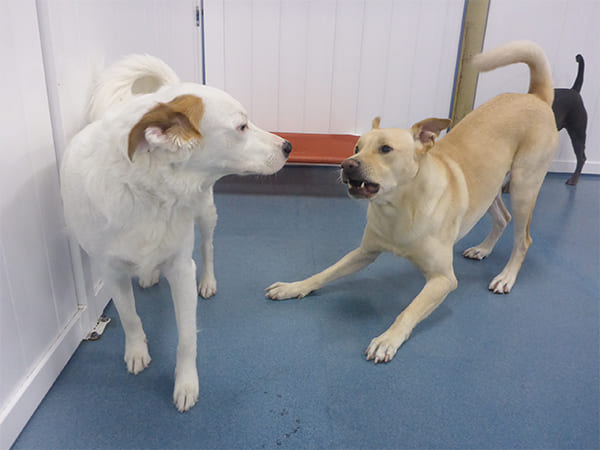 Dog Day Care San Diego