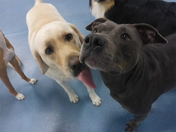 Dog Day Care San Diego