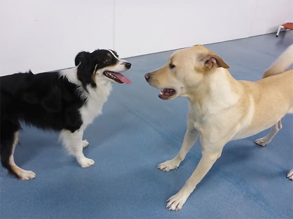 Dog Day Care San Diego