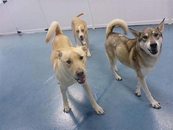 Dog Day Care San Diego