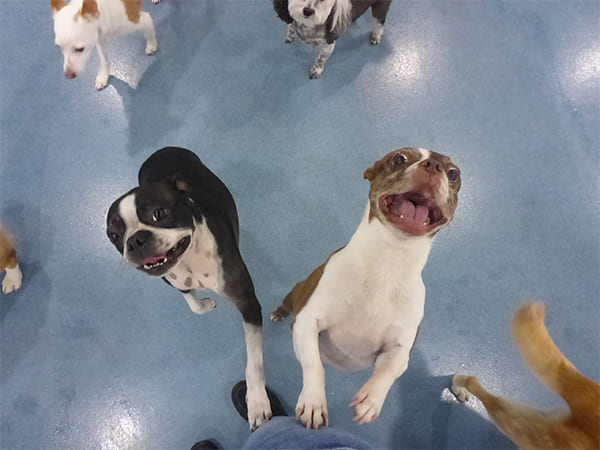 Dog Day Care San Diego