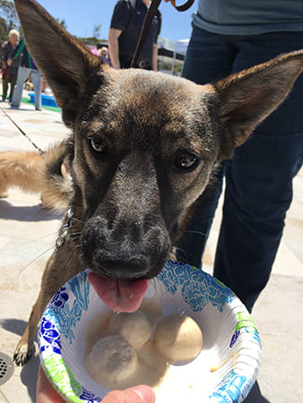 Dog Day Care San Diego