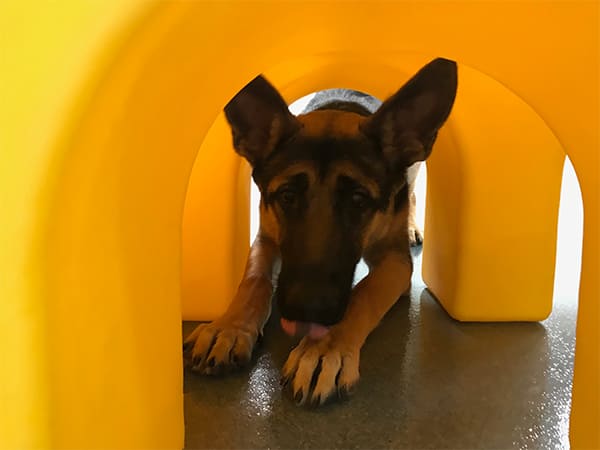 Pet Boarding San Diego North County