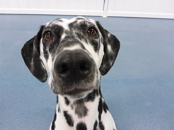 Dog Day Care San Diego