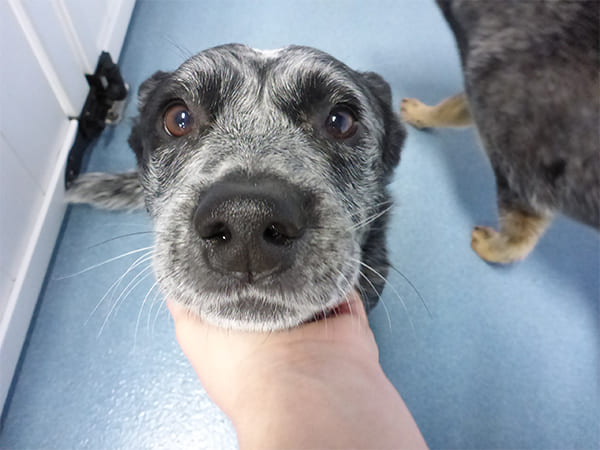 Dog Day Care San Diego