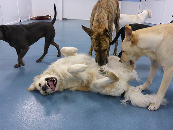 Dog Day Care San Diego