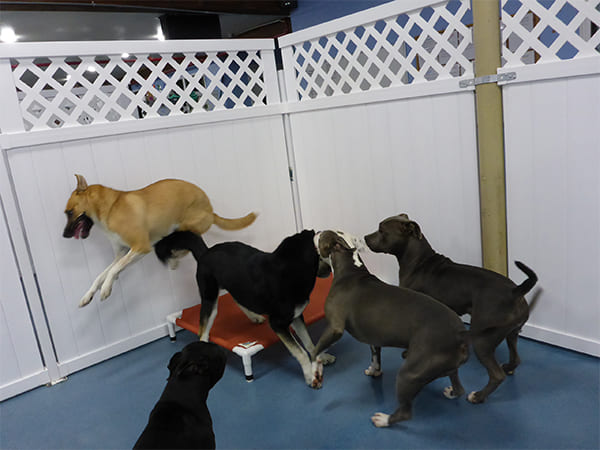 Dog Day Care San Diego