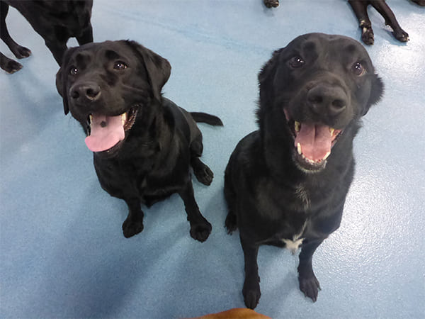 Dog Day Care San Diego