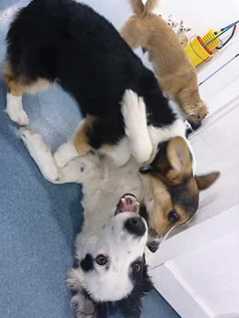 Dog Day Care San Diego