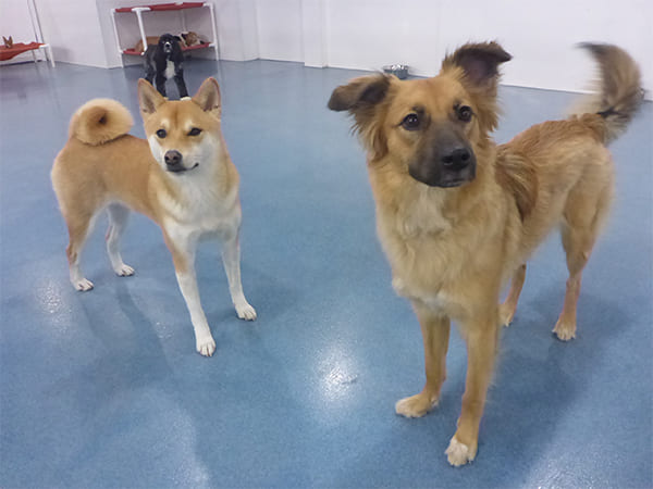 Dog Day Care San Diego