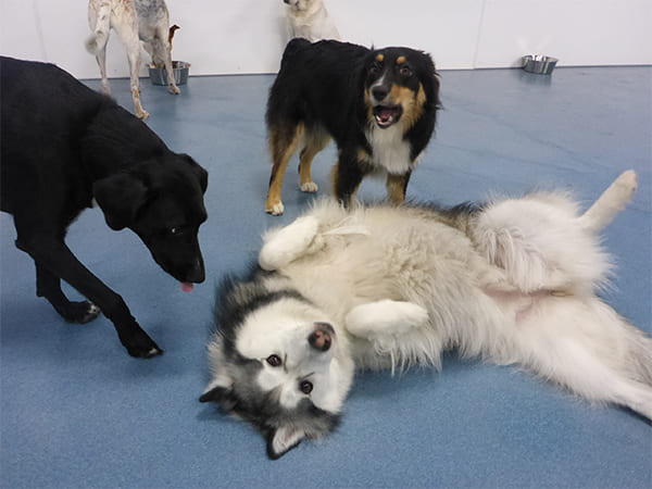 Dog Day Care San Diego